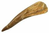 Fossil Plesiosaur (Zarafasaura) Tooth - Morocco #298327-1